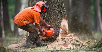 tree removal in Stamford